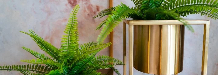 Zwei Farne in goldenen Übertöpfen